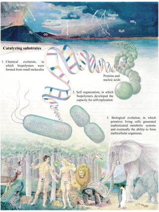 Catalyzing substrates
1. Chemical evolution, in
which biopolymers were
formed from small molecules
Proteins and
nucleic acids
2. Self organization, in which
biopolymers developed the
capacity for self-replication
3. Biological evolution, in which
primitive living cells generated
sophisticated metabolic systems
and eventually the ability to form
multicellular organisms.
 