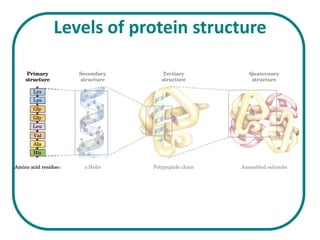 Levels of protein structure
 