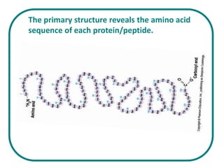 The primary structure reveals the amino acid
sequence of each protein/peptide.
 