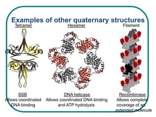 Examples of other quaternary structures
    Tetramer                   Hexamer                   Filament




       SSB                    DNA helicase              Recombinase
Allows coordinated   Allows coordinated DNA binding   Allows complete
    DNA binding            and ATP hydrolysis         coverage of an
                                                      extended molecule
 