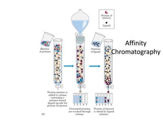 Affinity
Chromatography
 