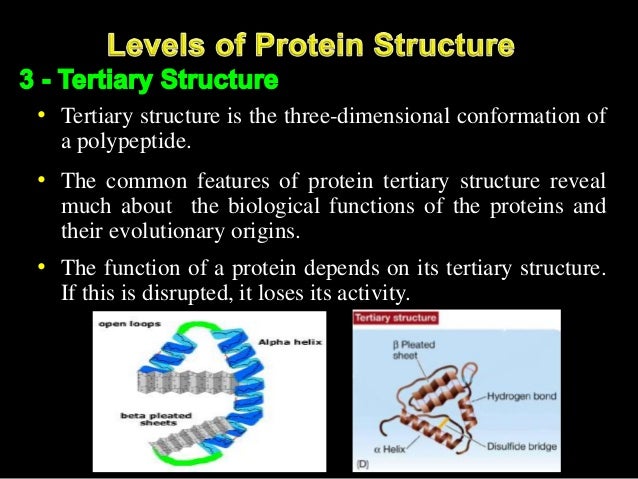 Structure, Chemical Properties, and Function of Proteins