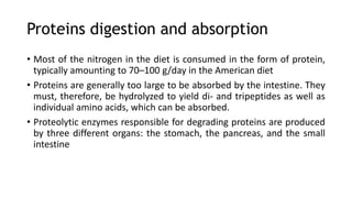 Proteins digestion and absorption
• Most of the nitrogen in the diet is consumed in the form of protein,
typically amounting to 70–100 g/day in the American diet
• Proteins are generally too large to be absorbed by the intestine. They
must, therefore, be hydrolyzed to yield di- and tripeptides as well as
individual amino acids, which can be absorbed.
• Proteolytic enzymes responsible for degrading proteins are produced
by three different organs: the stomach, the pancreas, and the small
intestine
 