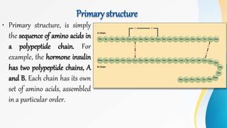 Primary structure
• Primary structure, is simply
the sequence of amino acids in
a polypeptide chain. For
example, the hormone insulin
has two polypeptide chains, A
and B. Each chain has its own
set of amino acids, assembled
in a particular order.
 