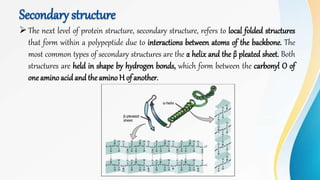 Secondary structure
The next level of protein structure, secondary structure, refers to local folded structures
that form within a polypeptide due to interactions between atoms of the backbone. The
most common types of secondary structures are the α helix and the β pleated sheet. Both
structures are held in shape by hydrogen bonds, which form between the carbonyl O of
oneaminoacid and the aminoH of another.
 