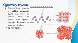 Quaternary structure
 Some proteins are made up
of multiple polypeptide
chains, also known as
subunits. When these
subunits come together,
they give the protein its
quaternary structure.
 Eg: Haemoglobin
 