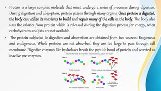 • Protein is a large complex molecule that must undergo a series of processes during digestion.
During digestion and absorption, protein passes through many organs. Once protein is digested,
the body can utilize its nutrients to build and repair many of the cells in the body. The body also
uses the calories from protein which is released during the digestion process for energy, when
carbohydrates and fats are not available.
• The protein subjected to digestion and absorption are obtained from two sources: Exogenous
and endogenous. Whole proteins are not absorbed; they are too large to pass through cell
membrane. Digestive enzymes like hydrolases break the peptide bond of protein and secreted as
inactive pre-enzymes.
 