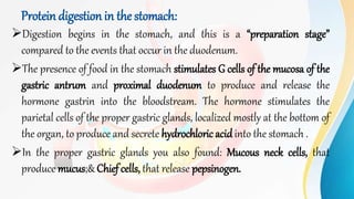 Protein digestion in the stomach:
Digestion begins in the stomach, and this is a “preparation stage”
compared to the events that occur in the duodenum.
The presence of food in the stomach stimulates G cells of the mucosa of the
gastric antrum and proximal duodenum to produce and release the
hormone gastrin into the bloodstream. The hormone stimulates the
parietal cells of the proper gastric glands, localized mostly at the bottom of
the organ, to produce and secrete hydrochloric acidinto the stomach .
In the proper gastric glands you also found: Mucous neck cells, that
produce mucus;& Chief cells, that release pepsinogen.
 