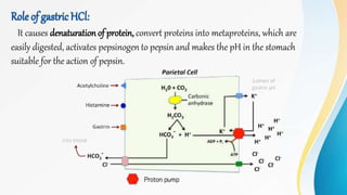 Role of gastricHCl:
It causes denaturation of protein, convert proteins into metaproteins, which are
easily digested, activates pepsinogen to pepsin and makes the pH in the stomach
suitable for the action of pepsin.
 