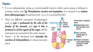 Pepsin:
• It is an endopeptidase acting on central peptide bond in which amino group is belongs to
aromatic amino acid. Eg: Phenylalanine, tyrosine and tryptophan. It is secreted in an inactive
formcalledpepsinogen. Its optimum pH- 1.5-2.2. It is activated by HCl.
• There are different isoenzymes of pepsinogen,
such as type I, synthesized by the cells of the
fundus of the stomach, and type II that is
produced in all the regions of the organ. All the
isoenzymes are converted to the active enzyme.
• Pepsin , at the duodenal level, stimulate the
secretion of cholecystokinin, to release pancratic
juices
 