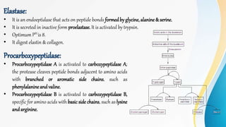 Elastase:
• It is an endoeptidase that acts on peptide bonds formedby glycine,alanine& serine.
• It is secreted in inactive form proelastase. It is activated by trypsin.
• Optimum PH is 8.
• It digest elastin & collagen.
Procarboxypeptidase:
• Procarboxypeptidase A is activated to carboxypeptidase A;
the protease cleaves peptide bonds adjacent to amino acids
with branched or aromatic side chains, such as
phenylalanineandvaline.
• Procarboxypeptidase B is activated to carboxypeptidase B,
specific for amino acids with basic side chains, such as lysine
andarginine.
 
