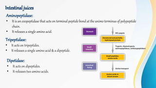 Intestinal juices
Aminopeptidase:
• It is an exopeptidase that acts on terminal peptide bond at the animo terminus of polypeptide
chain.
• It releases a single amino acid.
Tripeptidase:
• It acts on tripeptides.
• It releases a single amino acid & a dipeptide.
Dipetidase:
• It acts on dipeptides.
• It releases two amino acids.
 