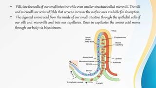 • Villi, line the walls of our small intestine while even smaller structure called microvilli. The villi
and microvilli are series of folds that serve to increase the surface area available for absorption.
• The digested amino acid from the inside of our small intestine through the epithelial cells of
our villi and microvillli and into our capillaries. Once in capillaries the amino acid moves
through our body via bloodstream.
 