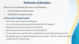 Mechanismof absorption
There are two mechanisms for amino acid absorption
1. Carrier protein transport system
2. Gluthathione transport system
Carrier protein transport system
• It is the main system of amino acid absorption.
• It is an active process needs energy which is derived from ATP molecules.
• Absorption of one amino acid needs one ATP molecule.
• Each carrier protein has one site for amino acid & one for Na+.
• It co transports amino acid & Na+ from intestinal lumen to cytosol of intestinal mucosal cell.
• The absorbed amino acid passes through the portal circulation , while Na+. extrudes out of the cell in
exchange with K+ by sodium pump
 