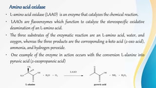 Amino acid oxidase
• L-amino acid oxidase (LAAO) is an enzyme that catalyzes the chemical reaction.
• LAAOs are flavoenzymes which function to catalyze the stereospecific oxidative
deamination of an L-amino acid.
• The three substrates of the enzymatic reaction are an L-amino acid, water, and
oxygen, whereas the three products are the corresponding α-keto acid (2-oxo acid),
ammonia, and hydrogen peroxide.
• One example of the enzyme in action occurs with the conversion L-alanine into
pyruvic acid (2-oxopropanoic acid)
 