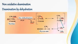 Non oxidative deamination
Deamination by dehydration
 