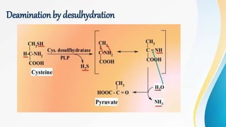 Deaminationby desulhydration
 