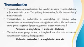 Transamination
• Transamination, a chemical reaction that transfers an amino group to a ketoacid
to form new amino acids. This pathway is responsible for the deamination of
most amino acids.
• Transamination in biochemistry is accomplished by enzymes called
transaminases or aminotransferases. α-ketoglutarate acts as the predominant
amino-group acceptor and produces glutamate as the new amino acid.
Aminoacid+ α-ketoglutarate↔ α-ketoacid + Glutamate
• Glutamate's amino group, in turn, is transferred to oxaloacetate in a second
transamination reaction yielding aspartate.
Glutamate+ oxaloacetate ↔ α-ketoglutarate+ aspartate
 