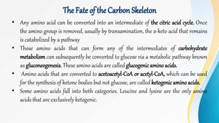 The Fate of the Carbon Skeleton
• Any amino acid can be converted into an intermediate of the citric acid cycle. Once
the amino group is removed, usually by transamination, the α-keto acid that remains
is catabolized by a pathway
• Those amino acids that can form any of the intermediates of carbohydrate
metabolism can subsequently be converted to glucose via a metabolic pathway known
as gluconeogenesis. These amino acids are called glucogenicamino acids.
• Amino acids that are converted to acetoacetyl-CoA or acetyl-CoA, which can be used
for the synthesis of ketone bodies but not glucose, are called ketogenicaminoacids.
• Some amino acids fall into both categories. Leucine and lysine are the only amino
acids that are exclusively ketogenic.
 