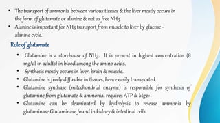 • The transport of ammonia between various tissues & the liver mostly occurs in
the form of glutamate or alanine & not as free NH3.
• Alanine is important for NH3 transport from muscle to liver by glucose -
alanine cycle.
• Glutamine is a storehouse of NH3. It is present in highest concentration (8
mg/dl in adults) in blood among the amino acids.
• Synthesis mostly occurs in liver, brain & muscle.
• Glutamine is freely diffusible in tissues, hence easily transported.
• Glutamine synthase (mitochondrial enzyme) is responsible for synthesis of
glutamine from glutamate & ammonia, requires ATP & Mg2+.
• Glutamine can be deaminated by hydrolysis to release ammonia by
glutaminase.Glutaminase found in kidney & intestinal cells.
Role of glutamate
 