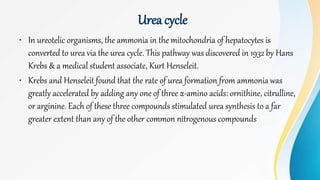 Urea cycle
• In ureotelic organisms, the ammonia in the mitochondria of hepatocytes is
converted to urea via the urea cycle. This pathway was discovered in 1932 by Hans
Krebs & a medical student associate, Kurt Henseleit.
• Krebs and Henseleit found that the rate of urea formation from ammonia was
greatly accelerated by adding any one of three α-amino acids: ornithine, citrulline,
or arginine. Each of these three compounds stimulated urea synthesis to a far
greater extent than any of the other common nitrogenous compounds
 