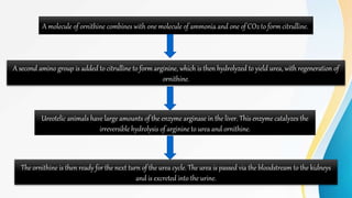 A molecule of ornithine combines with one molecule of ammonia and one of CO2 to form citrulline.
A second amino group is added to citrulline to form arginine, which is then hydrolyzed to yield urea, with regeneration of
ornithine.
Ureotelic animals have large amounts of the enzyme arginase in the liver. This enzyme catalyzes the
irreversible hydrolysis of arginine to urea and ornithine.
The ornithine is then ready for the next turn of the urea cycle. The urea is passed via the bloodstream to the kidneys
and is excreted into the urine.
 