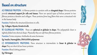 Basedon structure
A) FIBROUS PROTEIN: A Fibrous protein is a protein with an elongated shape. Fibrous proteins
provide structural support for cells and tissues. There are special types of helices present in two
fibrous proteins α-keratin and collagen. These proteins form long fibers that serve a structural role
in the human body.
Function: Perform the structural functions in cells.
Eg: Collagen,Myosin,Keratin & silk.
B) GLOBULAR PROTEIN: These are spherical or globular in shape. The polypeptide chain is
tightely folded into sherical shape. Physically they are soft than fibrous proteins.
Function: Forms enzymes, Antibodies & some hormones
Eg: Insulin, Haemoglobin,DNA & RNA polymerase
C) INTERMEDIATE PROTEINS: There structure is intermediate to linear & globular in
shape.They are short & less linear proteins.
Function: Blood clotting ptotein
Eg.Fibrinogen
 