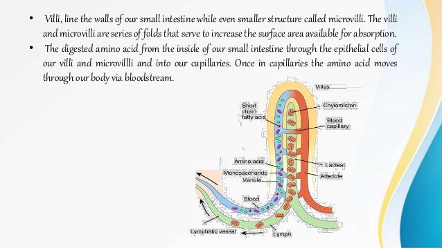 how to increase protein absorption in body how to increase protein absorption in body