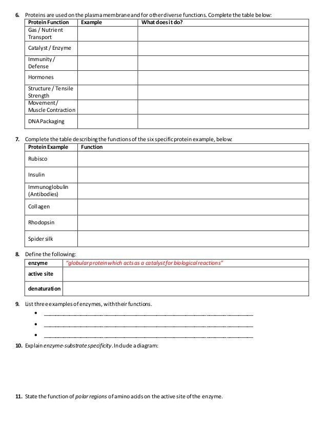IB Proteins & Enzymes Review (2.4-2.5-7.3)