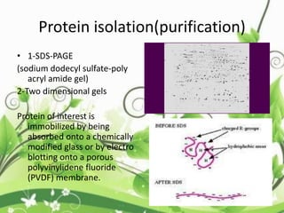 Protein isolation(purification)
• 1-SDS-PAGE
(sodium dodecyl sulfate-poly
acryl amide gel)
2-Two dimensional gels
Protein of interest is
immobilized by being
absorbed onto a chemically
modified glass or by electro
blotting onto a porous
polyvinylidene fluoride
(PVDF) membrane.
 