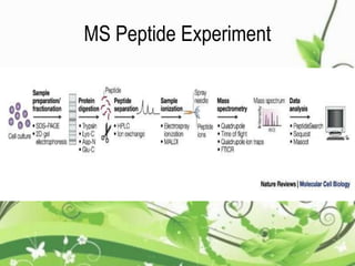 MS Peptide Experiment
 