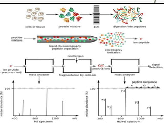 Q2
Collision Cell
Q3
I
II
III
Correlative
sequence database
searching
Theoretical Acquired
Protein identification
Peptides
1D, 2D, 3D peptide separation
200 400 600 80010001200
m/z
200 400 600 80010001200
m/z
200 400 600 80010001200
m/z
12 14 16
Time (min)
Tandem mass spectrum
Protein Identification Strategy
Q1
*
*
Protein
mixture
10-Mar-200514:28:10
100 200 300 400 500 600 700 800 900 1000 1100 1200 1300 1400 1500 1600
m/z0
100
%
CAL050310A 71 (1.353) Cm (1:96) TOF MSMS 785.60ES+
2.94e3684.17
333.15
187.07
175.12
169.06
246.13
286.11
480.16
382.11
480.08
497.09
627.17
612.08
498.09
813.16
785.62
685.18
740.09
1285.141056.17942.16
814.17
924.16
943.17
1039.13
1038.17
1171.14
1057.18
1058.17
1172.15
1173.16
1286.14
1287.13
1296.10
10-Mar-200514:28:10
100 200 300 400 500 600 700 800 900 1000 1100 1200 1300 1400 1500 1600
m/z0
100
%
CAL050310A 71 (1.353) Cm (1:96) TOF MSMS 785.60ES+
2.94e3684.17
333.15
187.07
175.12
169.06
246.13
286.11
480.16
382.11
480.08
497.09
627.17
612.08
498.09
813.16
785.62
685.18
740.09
1285.141056.17942.16
814.17
924.16
943.17
1039.13
1038.17
1171.14
1057.18
1058.17
1172.15
1173.16
1286.14
1287.13
1296.10
10-Mar-200514:28:10
100 200 300 400 500 600 700 800 900 1000 1100 1200 1300 1400 1500 1600
m/z0
100
%
CAL050310A 71 (1.353) Cm (1:96) TOF MSMS 785.60ES+
2.94e3684.17
333.15
187.07
175.12
169.06
246.13
286.11
480.16
382.11
480.08
497.09
627.17
612.08
498.09
813.16
785.62
685.18
740.09
1285.141056.17942.16
814.17
924.16
943.17
1039.13
1038.17
1171.14
1057.18
1058.17
1172.15
1173.16
1286.14
1287.13
1296.10
 