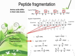 Peptide fragmentation
Amino acids differ
in their side chains
Predominant
fragmentation
Weakest bonds
 