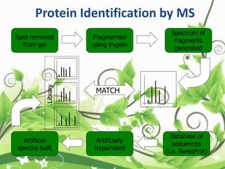 Protein Identification by MS
Artificial
spectra built
Artificially
trypsinated
Database of
sequences
(i.e. SwissProt)
Spot removed
from gel
Fragmented
using trypsin
Spectrum of
fragments
generated
MATCH
Library
 