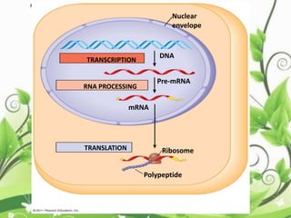 Figure 17.3b-3
RNA PROCESSING
Nuclear
envelope
DNA
Pre-mRNA
mRNA
TRANSCRIPTION
TRANSLATION Ribosome
Polypeptide
 