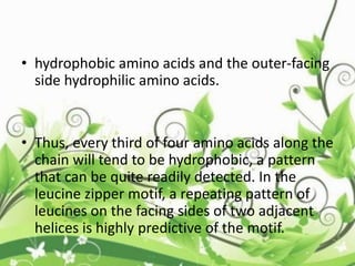 • hydrophobic amino acids and the outer-facing
side hydrophilic amino acids.
• Thus, every third of four amino acids along the
chain will tend to be hydrophobic, a pattern
that can be quite readily detected. In the
leucine zipper motif, a repeating pattern of
leucines on the facing sides of two adjacent
helices is highly predictive of the motif.
 