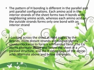 • The pattern of H bonding is different in the parallel and
anti parallel configurations. Each amino acid in the
interior strands of the sheet forms two H bonds with
neighboring amino acids, whereas each amino acid on
the outside strands forms only one bond with an
interior strand
• . Looking across the sheet at right angles to the
strands, more distant strands are rotated slightly
counterclockwise to form a left-handed twist. The Cα
atoms alternate above and below the sheet in a
pleated structure, and the R side groups of the amino
acids alternate above and below the pleats.
 