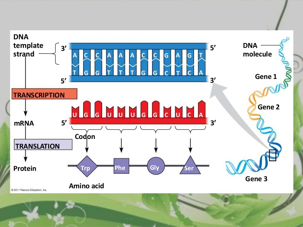Protein sequencing