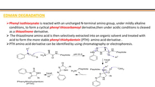 EDMAN DEGRADATION
Phenyl isothiocynate is reacted with an uncharged N-terminal amino group, under mildly alkaline
conditions, to form a cyclical phenyl thiocarbamoyl derivative,then under acidic conditions is cleaved
as a thiazolinone derivative.
 The thiazolinone amino acid is then selectively extracted into an organic solvent and treated with
acid to form the more stable phenyl thiohydantoin (PTH)- amino acid derivative .
PTH amino acid derivative can be identified by using chromatography or electrophoresis.
 