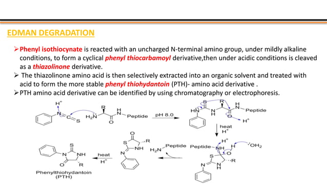 Protein sequencing by kk sahu | PPTX | Chemistry | Science