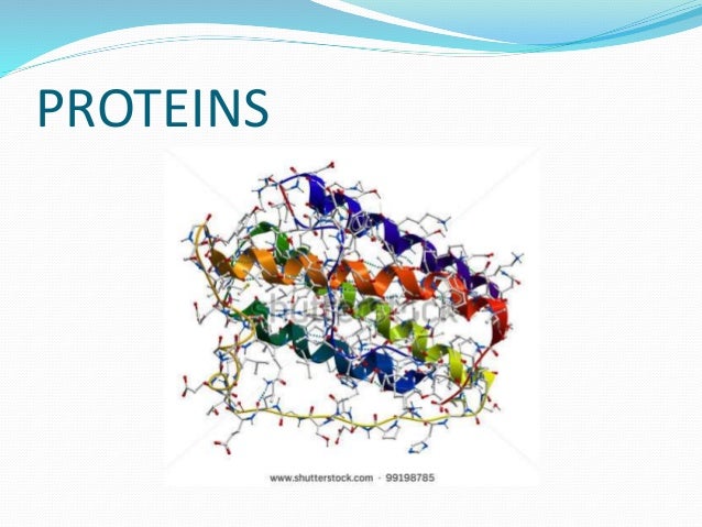 Proteins final