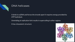 DNA helicases
it binds to ssDNA and forces the strands apart it requires energy provided by
ATP hydrolysis
Unwinding at replication fork results in supercoiling in other regions
It has a hexameric structure
 