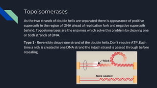 Topoisomerases
As the two strands of double helix are separated there is appearance of positive
supercoils in the region of DNA ahead of replication fork and negative supercoils
behind. Toposiomerases are the enzymes which solve this problem by cleaving one
or both strands of DNA.
Type 1 - Reversibly cleave one strand of the double helix.Don’t require ATP .Each
time a nick is created in one DNA strand the intach strand is passed through before
resealing
 