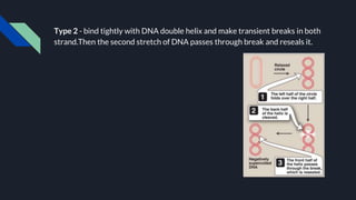 Type 2 - bind tightly with DNA double helix and make transient breaks in both
strand.Then the second stretch of DNA passes through break and reseals it.
 
