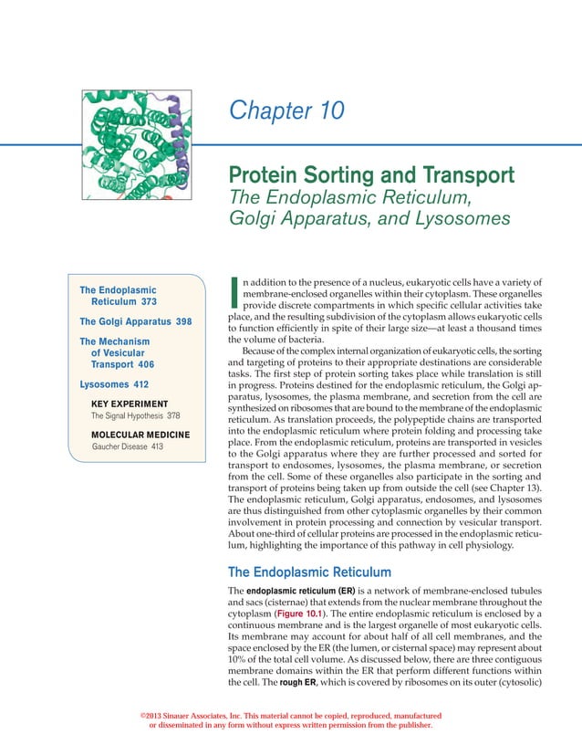 Protein sorting and transport | PDF