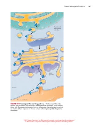 Protein sorting and transport | PDF