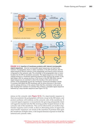 Protein sorting and transport | PDF