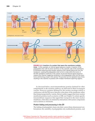 Protein sorting and transport | PDF