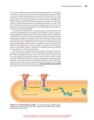 Protein sorting and transport | PDF