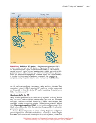 Protein sorting and transport | PDF
